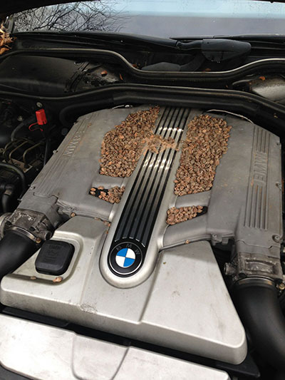 Squirrel Lodges in Steve's V12 Engine