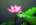 Lotus's Avatar